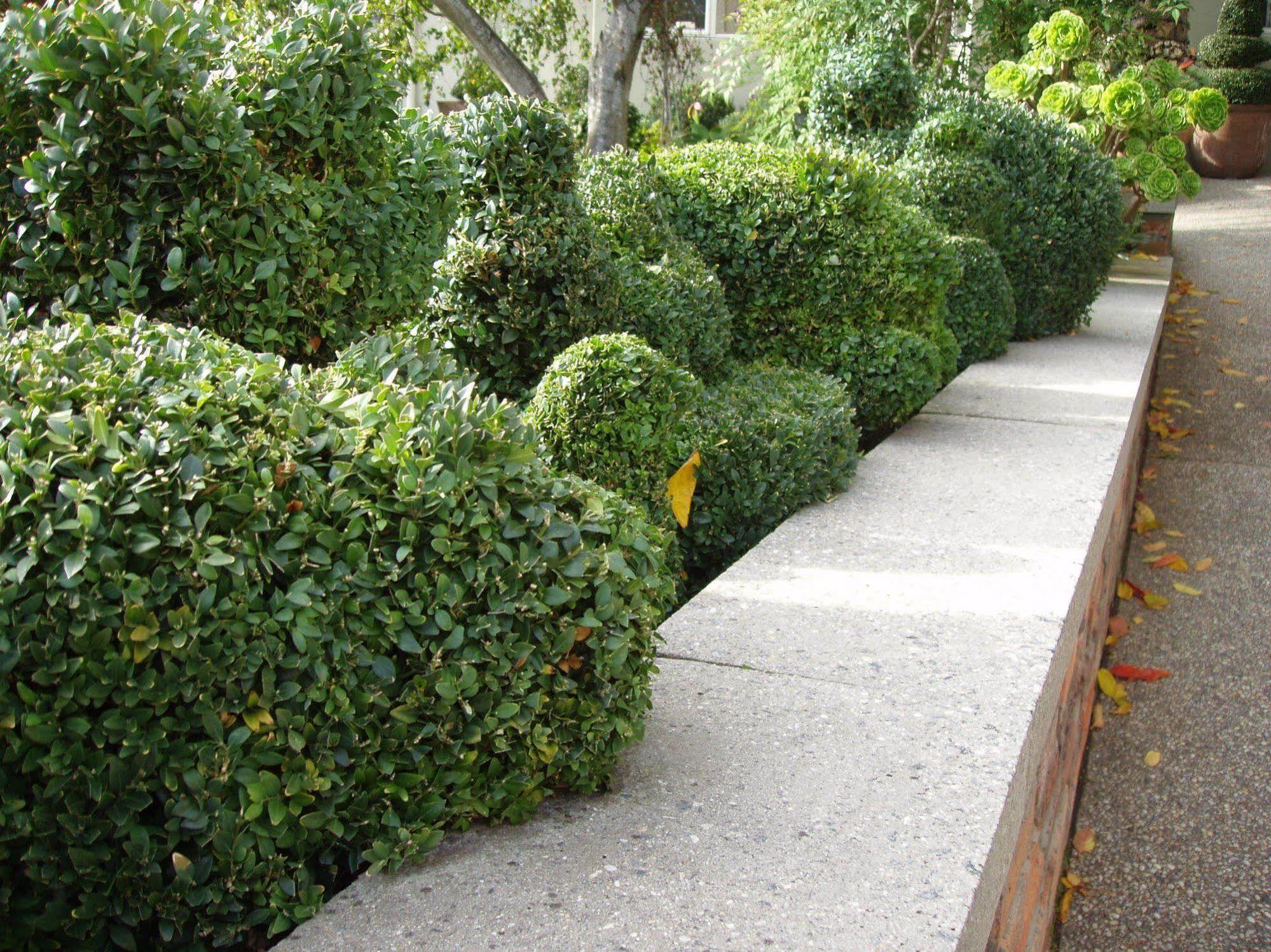 לונסטון Topiary Haven מראה חיצוני תמונה